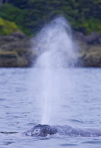 Grey Whale (Eschrichtius robustus) blowing. Clayoquot Sound, Vancouver Island, Canada