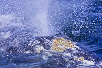 Grey Whale (Eschrichtius robustus) blowing. Barkley Sound, Vancouver Island, Canada