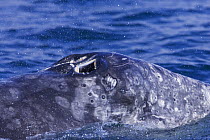 Grey Whale (Eschrichtius robustus) blowing. Clayoquot Sound, Vancouver Island, Canada