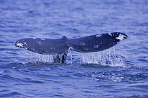 Grey whale {Eschrichtius robustus} tail fluke, with barnacle scars (white marks). Clayoquot Sound, Vancouver Island, Canada