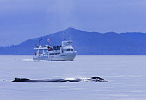 Humpback whale (Megaptera novaeangliae) and whale watching boat in Clayoquot Sound, Vancouver Island, Canada