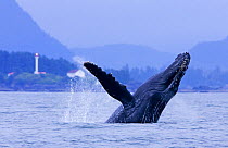 Humpback whale (Megaptera novaeangliae) breaching, with Lennard Lighthouse flashing in the background. Clayoquot Sound, Vancouver Island, Canada