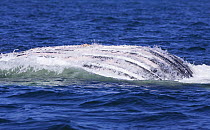 Humpback whale (Megaptera novaeangliae) underside, showing ventral pleats. Clayoquot Sound, Vancouver Island, Canada