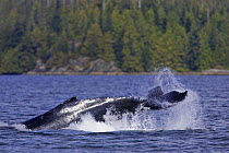 Humpback whale (Megaptera novaeangliae) lob-tailing in Barkley Sound, Vancouver Island, Canada