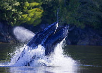 Humpback whale (Megaptera novaeangliae) lunge feeding in Barkley Sound, exhaling mid-lunge. Vancouver Island, Canada