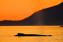 Humpback whale (Megaptera novaeangliae) blowing at dusk. Barkley Sound, Vancouver Island, Canada
