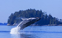 Humpback whale (Megaptera novaeangliae) juvenile breaching in Barkley Sound, Vancouver Island, Canada