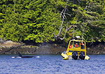 Transient Killer whale (Orcinus orca) and whale watching boat in Barkley Sound, Vancouver Island,  Canada