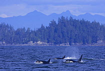 Transient Killer whales (Orcinus orca) in Barkley Sound, Vancouver Island, Canada