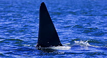 Transient Killer whale (Orcinus orca) in Barkley Sound, Vancouver Island, Canada