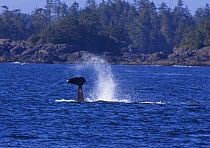 Transient Killer whales (Orcinus orca) tail lobbing in Barkley Sound, Vancouver Island, Canada