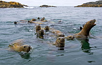 Steller's Sealions (Eumetopias jubata) at ^sea lion rocks^ in Clayoquot Sound, Vancouver Island, Canada