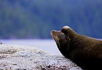 Californian sealion (Zalophus californianus) portrait, showing distinctive bump on the head of males. The bump appears after 5 years and the crest gets lighter with age. Clayoquot Sound, Vancouver Isl...