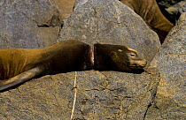 Californian sealion (Zalophus californianus) with fishing gear caught around its neck. Clayoquot Sound, Vancouver Island, Canada