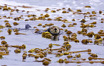 Sea otter (Enhydra lutris) floating in bull kelp. Barkley Sound, Vancouver Island, Canada