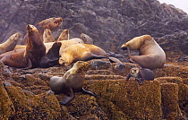Sea otter (Enhydra lutris) and Steller's sealions (Eumetopias jubata) on rocks. Barkley Sound, Vancouver Island, Canada