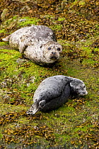 Common seals (Phoca vitulina) on rocks. Clayoquot Sound, Vancouver Island, Canada