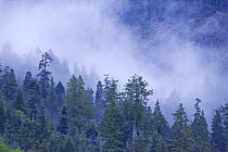 Mist over temperate rainforest with Western red cedar (Thuja plicata) and Western Hemlock (Tsuga mertensiana) trees in Warn Bay. Vancouver Island, Canada