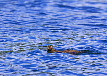 American mink (Mustela vison) swimming in Clayoquot Sound, Vancouver Island, Canada