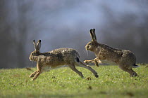 Two European hares (Lepus europaeus) running in spring, Stuttgart, Germany