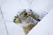 European hare (Lepus europaeus) in snow, Usedom, Germany