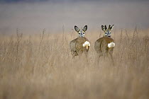 Pair of Roe Deer (Capreolus capreolus) looking over their shoulders in long grass. Germany