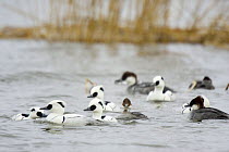 Group of Smew ducks (Mergus albellus) on water, Germany