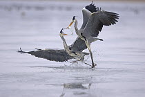Two Grey Herons (Ardea cinerea) on ice, fighting over fish, Germany