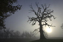 Lime tree (Tilia sp) silhouetted against a low sun, Germany