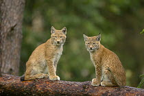 Two Lynx (Lynx lynx) juveniles on a tree branch, Germany, captive