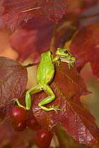 Two Common Tree Frogs (Hyla arborea), climbing on autumn leaves, Brandenburg, Germany