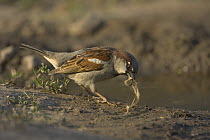 Common sparrow (Passer domesticus) collecting nesting material, Bulgaria