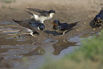 Barn Swallow (Hirundo rustica) and House martin (Delichon urbica) collecting nesting material, Bulgaria