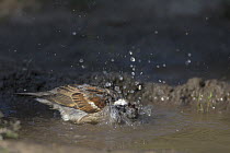 Common sparrow (Passer domesticus) bathing in a muddy pool, Bulgaria