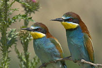 Two European Bee-eaters (Merops apiaster) on branch, Bulgaria