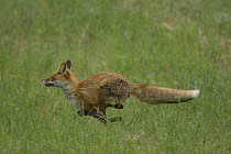 Red Fox (Vulpes vulpes) running through grass, Latvia