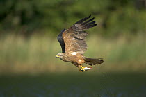 Black Kite (Milvus migrans) adult in flight with fish in claws, Germany