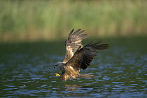 Black Kite (Milvus migrans) adult flying close to water, catching fish, Germany
