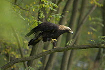 Imperial Eagle (Aquila heliaca) adult stood on one leg in trees, Austria . Captive.