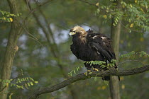 Imperial Eagle (Aquila heliaca) adult perched on a branch, Austria . Captive.
