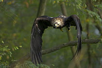 Imperial Eagle (Aquila heliaca) adult taking off from a branch, Austria . Captive.