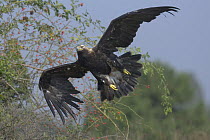 Imperial Eagle (Aquila heliaca) adult in flight, Austria . Captive.