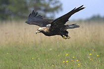 Imperial Eagle (Aquila heliaca) adult in flight, Austria . Captive.