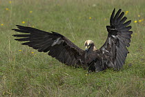 Imperial Eagle (Aquila heliaca) adult on the ground, wings spread, Austria . Captive.