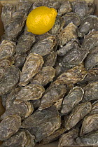 Oysters laid out with lemon, Champagne, France
