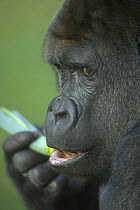 Captive Gorilla (Gorilla gorilla) feeding on leaves at Burger zoo, Arnheim, Netherlands