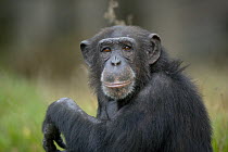 Captive Chimpanzee (Pan troglodytes) in Burger zoo, Arnheim, Netherlands