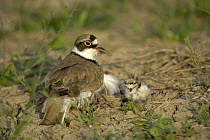 Little ringed plover (Charadrius dubius) on ground with chicks, Bulgaria