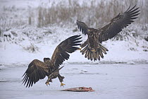 Two juvenile White-tailed sea eagles (Haliaeetus albicilla), fighing over a fish on a frozen lake,  Feldberger Seenlandschaft, Germany