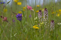 Burnt tip orchid (Neotinea ustulata) and other colourful flowers in a German hay meadow